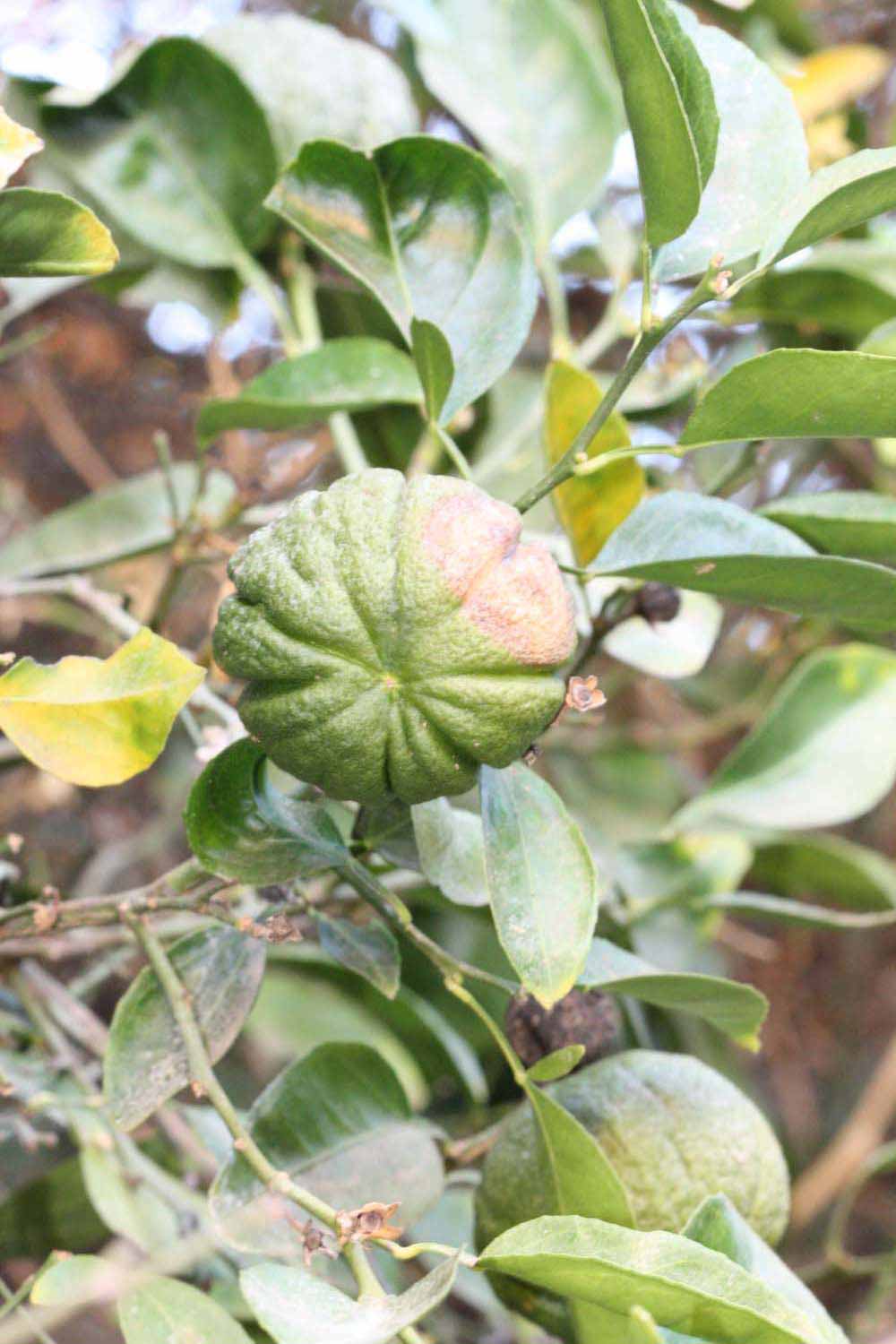            Immature fruit (Riverside, CA)   